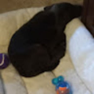 Meet your Posher, Layla &